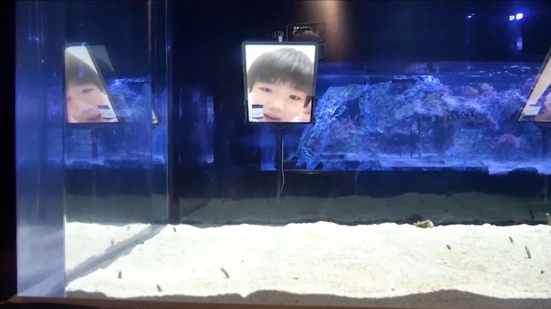 Volejte úhořovcům, prosí japonské akvárium